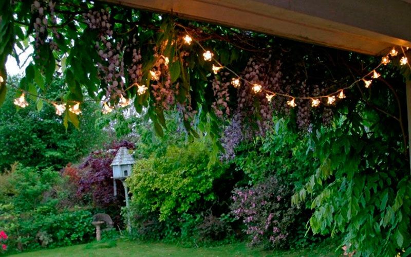 Lighting, Garden, Shrub, Backyard, Yard, Landscaping, Decoration, 