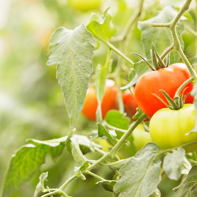 Produce, Whole food, Vegetable, Vegan nutrition, Ingredient, Natural foods, Leaf, Tomato, Local food, Bush tomato, 