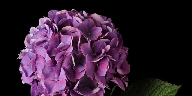Petal, Flower, Purple, Leaf, Violet, Flowering plant, Lavender, Lilac, Annual plant, Hydrangeaceae, 