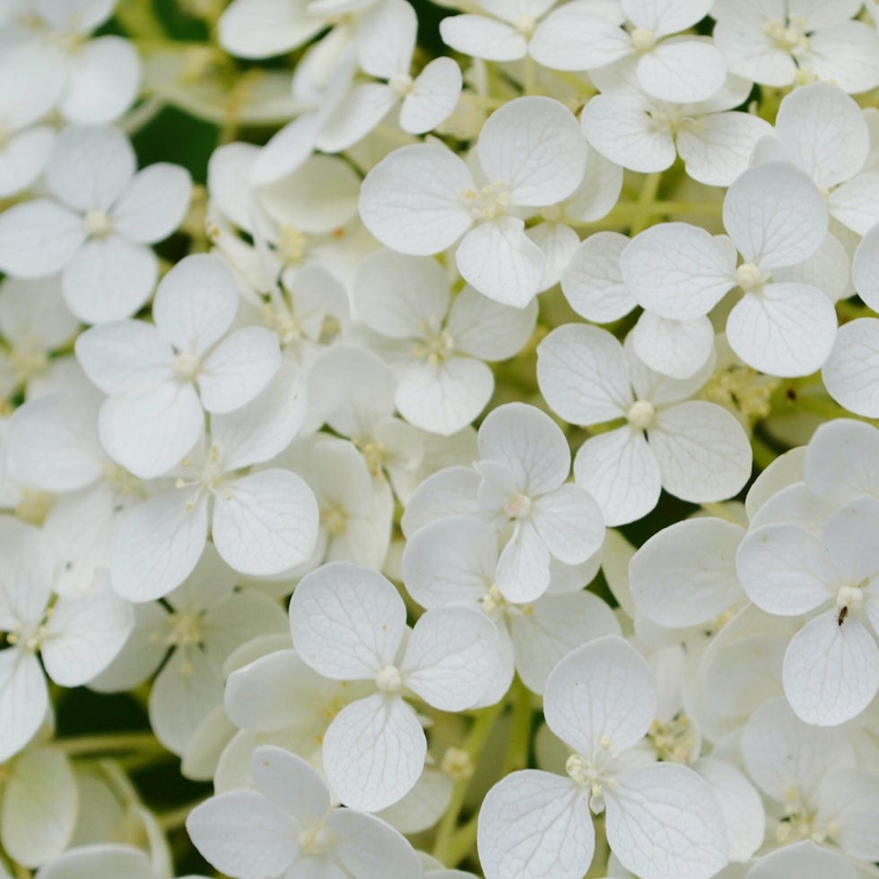 Petal, Flower, White, Flowering plant, Hydrangeaceae, Cut flowers, Blossom, Hydrangea, Cornales, Viburnum, 