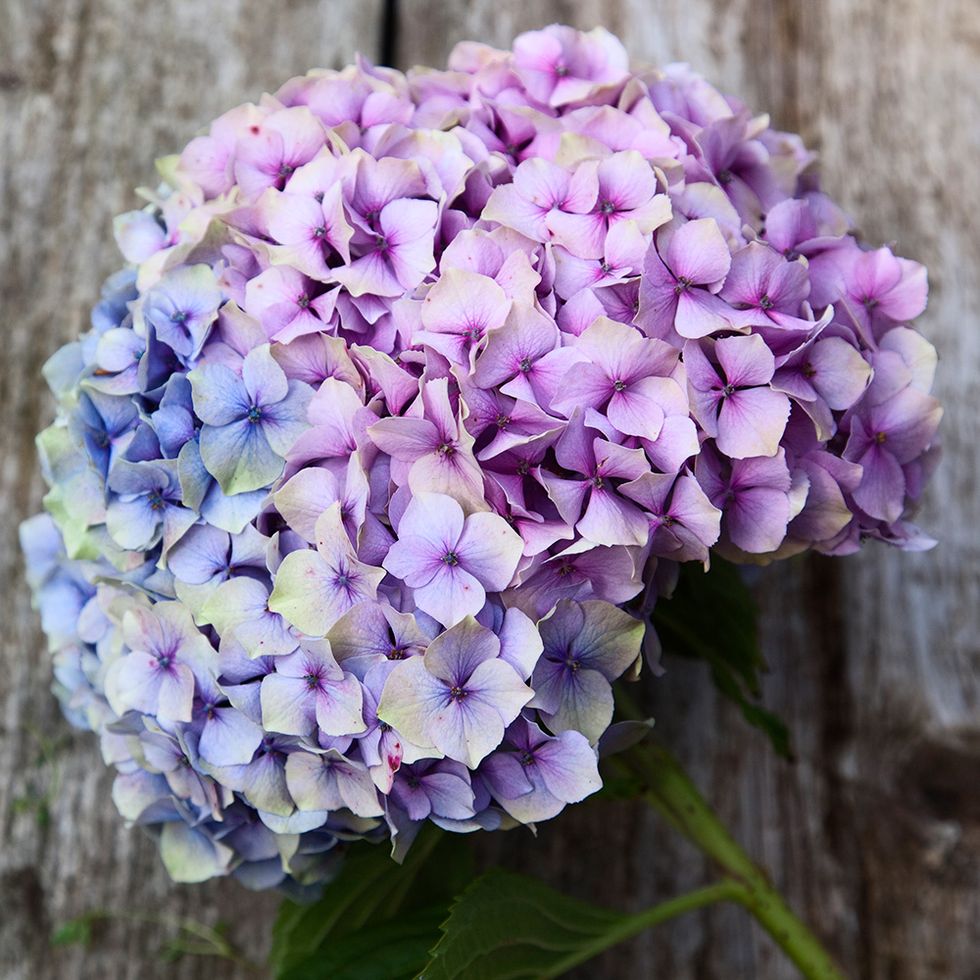 Petal, Flower, Violet, Purple, Lavender, Flowering plant, Lilac, Spring, Annual plant, Hydrangeaceae, 