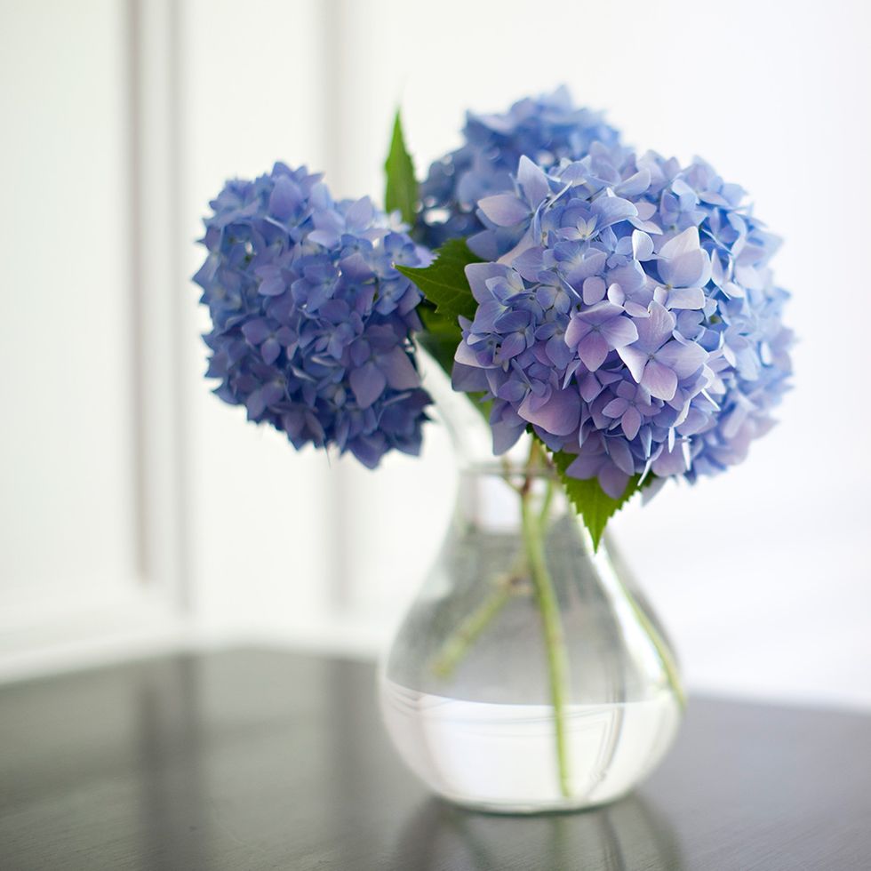 Blue, Flower, Petal, Purple, Cut flowers, Lavender, Artifact, Centrepiece, Violet, Vase, 