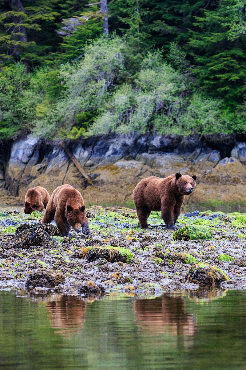 Body of water, Natural landscape, Water resources, Grizzly bear, Landscape, Brown bear, Nature reserve, Terrestrial animal, Bear, Watercourse, 