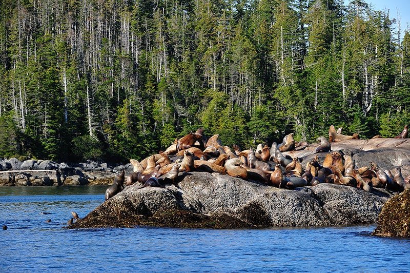 Water, Natural landscape, Bank, Nature reserve, Marine mammal, Watercourse, Seal, Forest, Herd, Steller sea lion, 