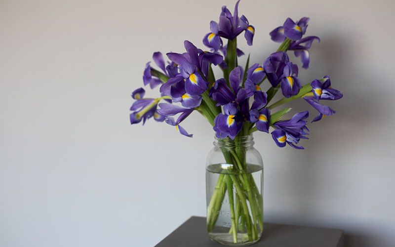 Blue, Petal, Flower, Purple, Violet, Lavender, Glass, Cut flowers, Majorelle blue, Vase, 