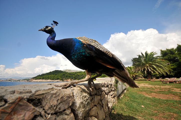 Peafowl, Phasianidae, Bird, Galliformes, Beak, Feather, Rock, Azure, Teal, Wing, 
