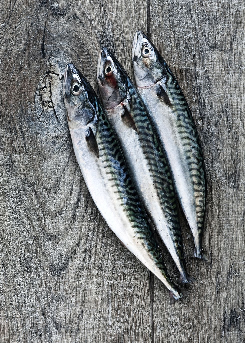 White, Fish, Fish, Grey, Silver, Mackerel, Seafood, Ray-finned fish, Anchovy (food), Forage fish, 