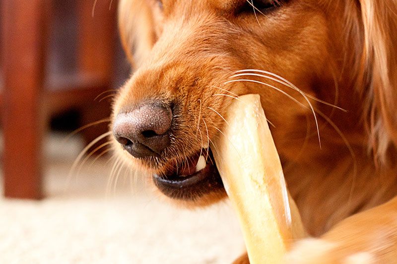 Dog breed, Brown, Vertebrate, Dog, Carnivore, Snout, Whiskers, Tan, Liver, Fawn, 