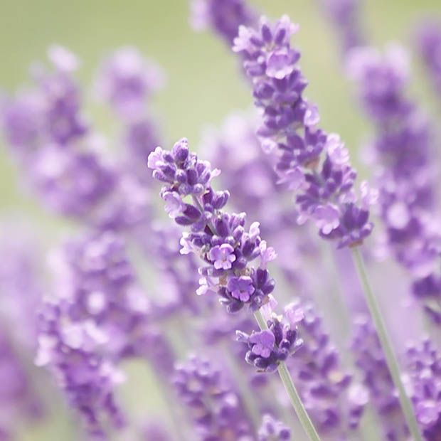 Purple, Lavender, Lavender, Violet, English lavender, Herbaceous plant, Subshrub, French lavender, Annual plant, Perennial plant, 