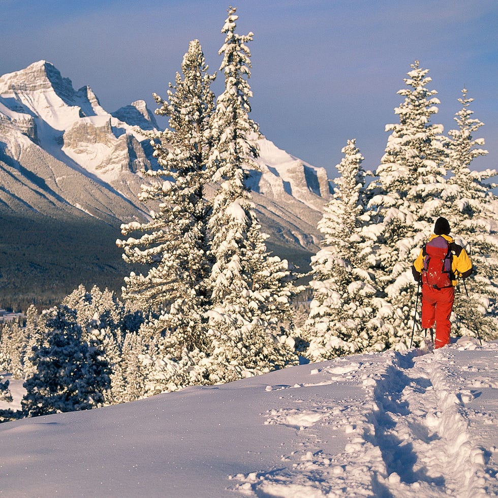 Winter, Freezing, Slope, Snow, Glacial landform, Ice cap, Larch, Evergreen, Pine family, Frost, 