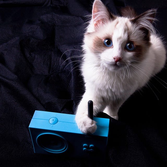 Small to medium-sized cats, Vertebrate, Felidae, Whiskers, Cat, Electronic device, Carnivore, Lcd projector, Fur, Video projector, 