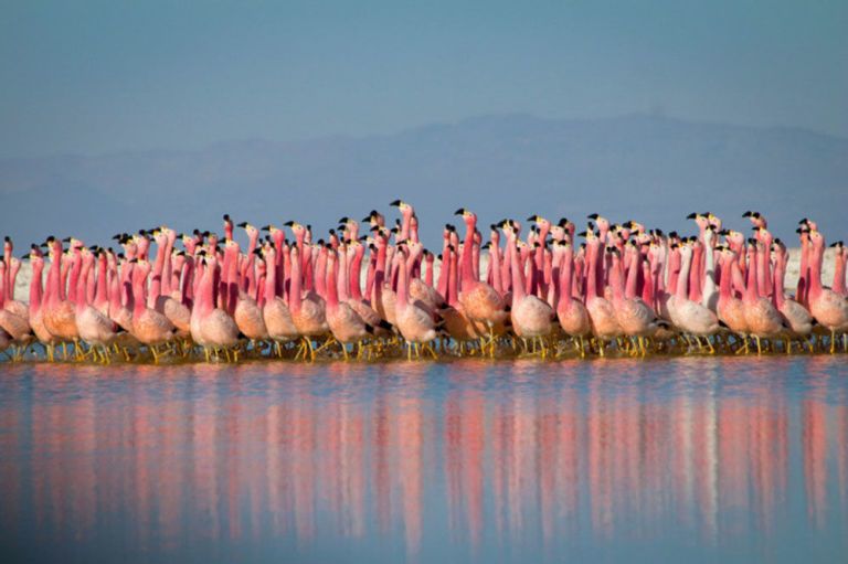 Bird, Pink, Ecoregion, Flamingo, Greater flamingo, Reflection, Beak, Peach, Seabird, Pelecaniformes, 