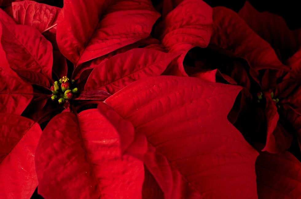 Red, Flower, Petal, Poinsettia, Plant, Leaf, Coquelicot, Perennial plant, 