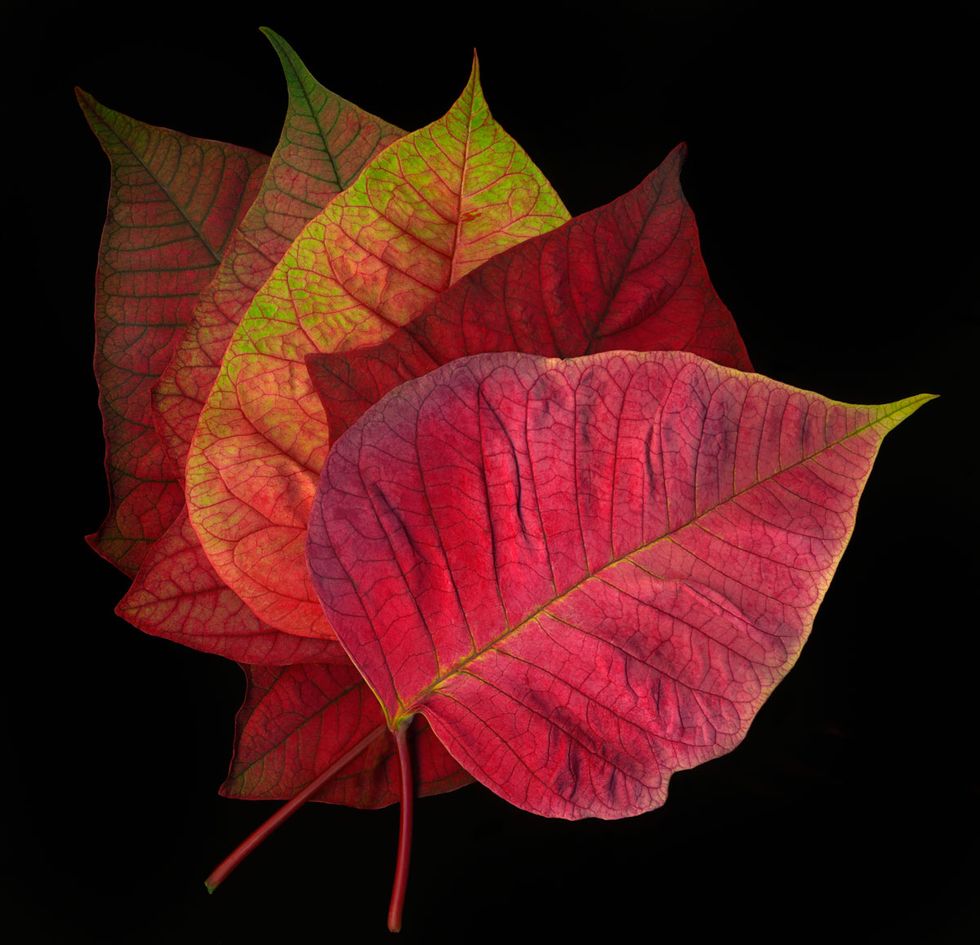 Leaf, Red, Flower, Plant, Botany, Tree, Still life photography, Anthurium, Flowering plant, Petal, 