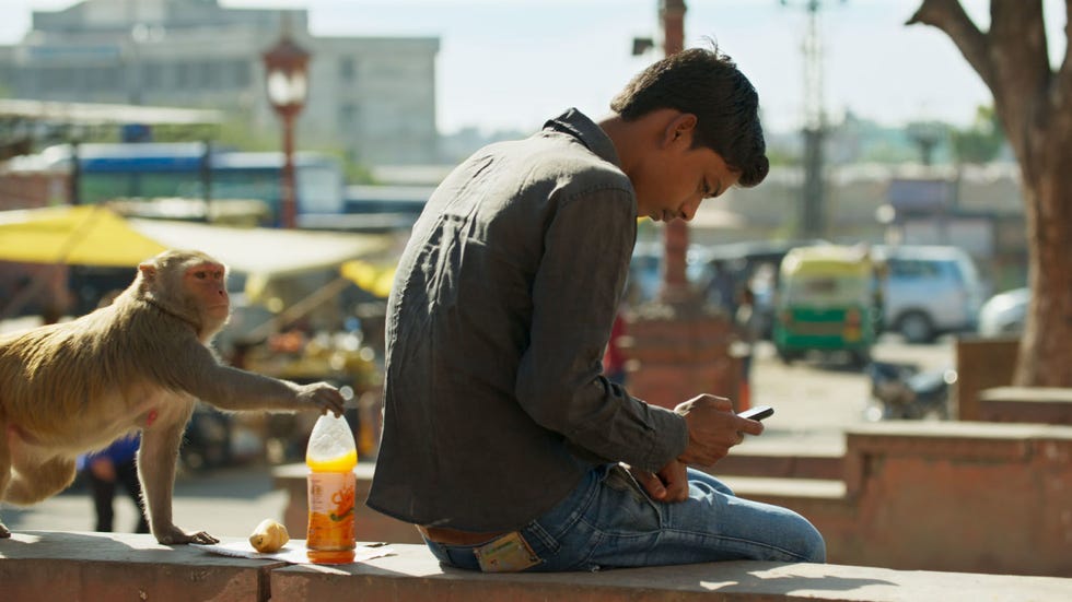 Primate, Denim, Sitting, Adaptation, Rhesus macaque, Street fashion, Drink, Macaque, Bottle, Bench, 
