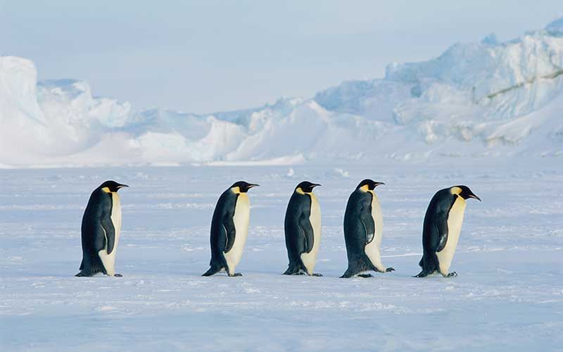 Penguin, King penguin, Daytime, Natural environment, Emperor penguin, Beak, Bird, Freezing, Standing, Winter, 