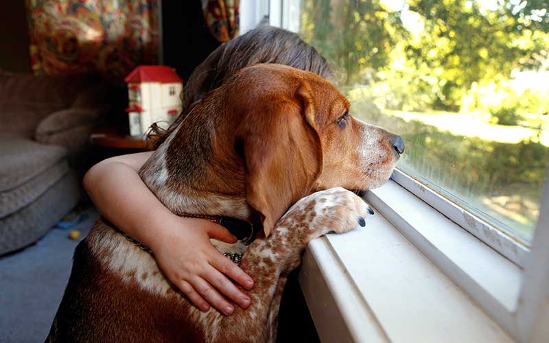 Brown, Dog breed, Dog, Carnivore, Comfort, Couch, Living room, Fawn, Liver, Snout, 
