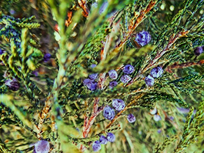 Blue, Branch, Purple, Lavender, Natural material, Botany, Twig, Pine family, Conifer, Wildflower, 