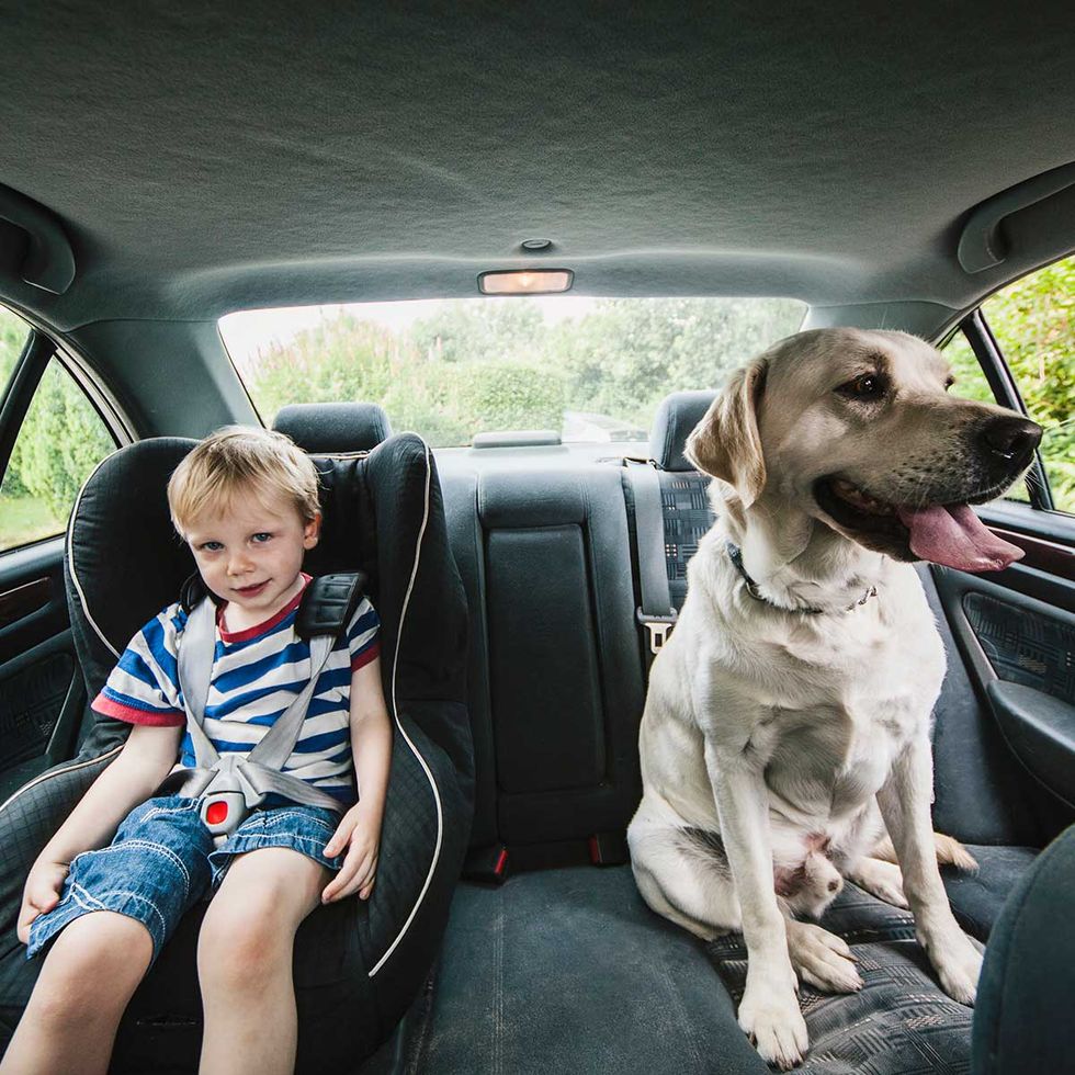 Dog, Canidae, Vehicle door, Car seat, Dog breed, Vehicle, Sporting Group, Child, Car, Companion dog, 
