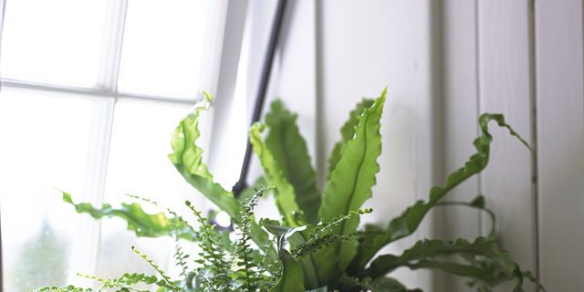 Flowerpot, Plant, Terrestrial plant, Interior design, Botany, Houseplant, Thorns, spines, and prickles, Annual plant, Plant stem, Cactus, 