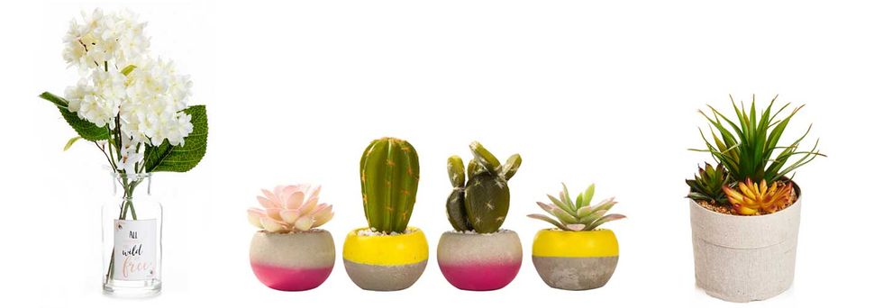 Flowerpot, Cactus, Houseplant, Product, Plant, Flower, Succulent plant, Terrestrial plant, Ceramic, Caryophyllales, 