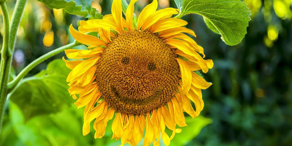 Flower, Sunflower, Flowering plant, Yellow, sunflower, Plant, Pollen, Petal, Sunflower seed, Cuisine, 