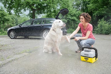 Carnivore, Dog, Dog breed, Alloy wheel, Vehicle door, Luxury vehicle, Companion dog, Full-size car, Automotive mirror, Sporting Group, 