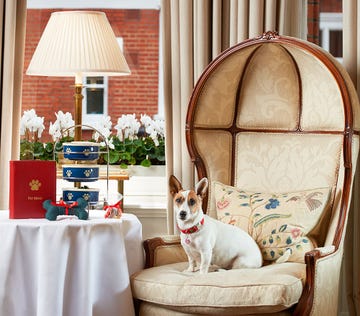 Interior design, Room, Furniture, Couch, Home, Canidae, Window, House, Fawn, Slipcover, 