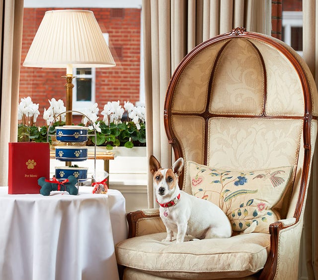 Interior design, Room, Furniture, Couch, Home, Canidae, Window, House, Fawn, Slipcover, 