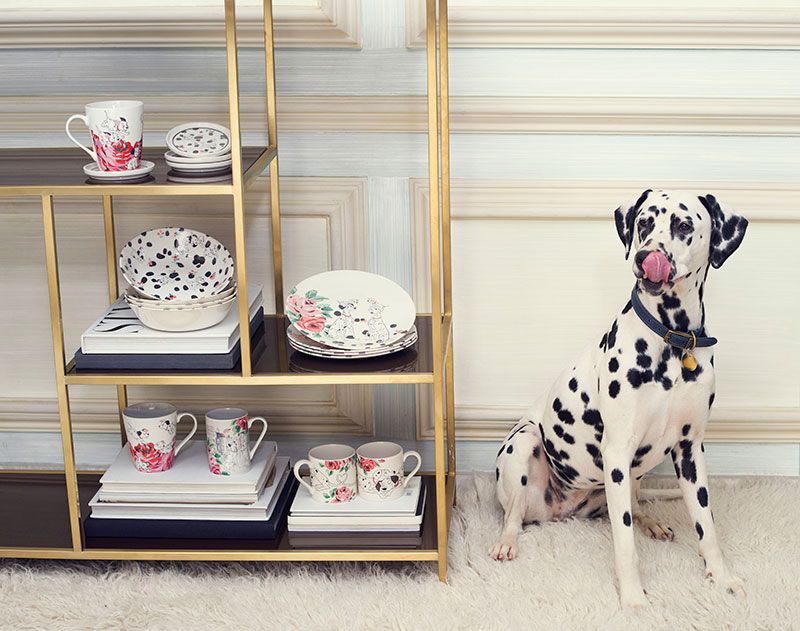Dalmatian, Dog, Dog breed, Carnivore, Shelving, Snout, Sporting Group, Serveware, Dishware, Collection, 