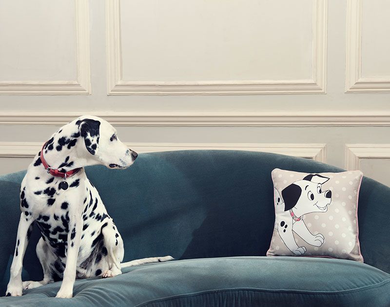 Dalmatian, Dog, Carnivore, Dog breed, Interior design, Snout, Grey, Living room, Canidae, Companion dog, 