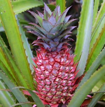 Vegetation, Plant community, Ananas, Produce, Fruit, Terrestrial plant, Pineapple, Natural foods, Vegan nutrition, Plantation, 