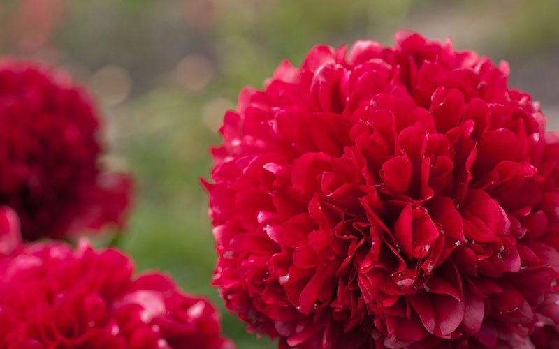 Flower, Flowering plant, Plant, Red, Petal, Pink, common peony, Peony, Botany, Chinese peony, 