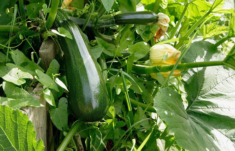 Plant, Vegetable, Flower, Zucchini, Summer squash, Flowering plant, Food, Cucumber, gourd, and melon family, Cucurbita, Squash, 