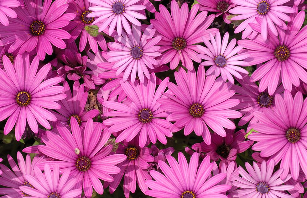 Flowering plant, Flower, Pericallis, Petal, african daisy, Plant, Pink, Daisy, Ice plant family, Wildflower, 