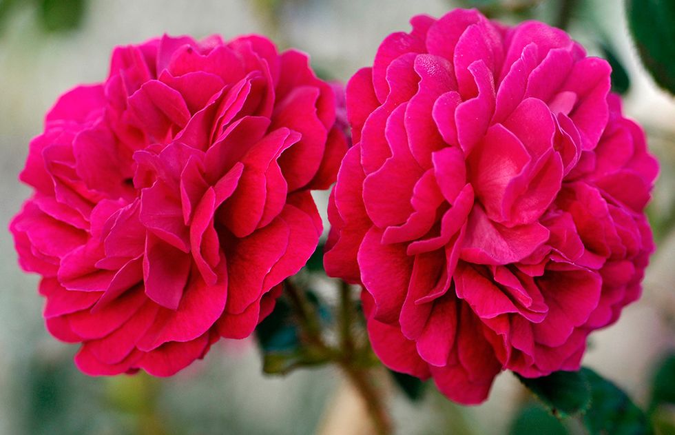 Flower, Flowering plant, Petal, Plant, Pink, Rose family, Rose, Camellia, Floribunda, Pink family, 