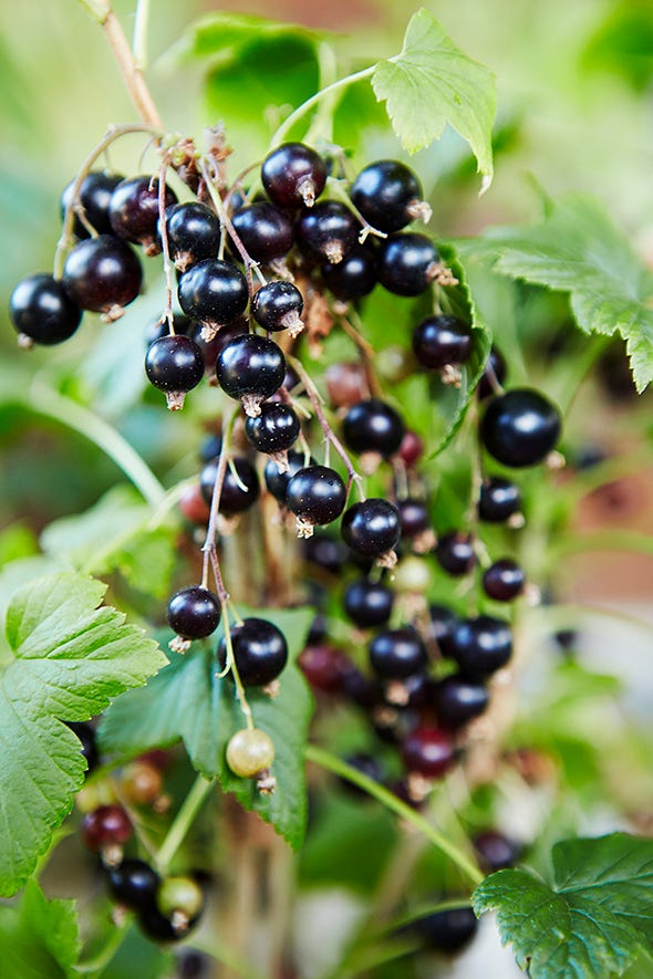 Plant, Fruit, Berry, Elderberry, Flower, Leaf, Food, Currant, Zante currant, Flowering plant, 