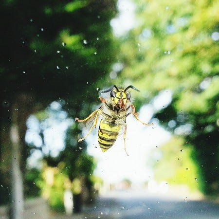 Bee, Insect, Honeybee, Membrane-winged insect, Wasp, Invertebrate, Pest, Hornet, Megachilidae, Macro photography, 