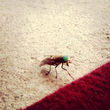 Insect, Pest, Invertebrate, Macro photography, Fly, Organism, Beetle, Parasite, Bug, house fly, 
