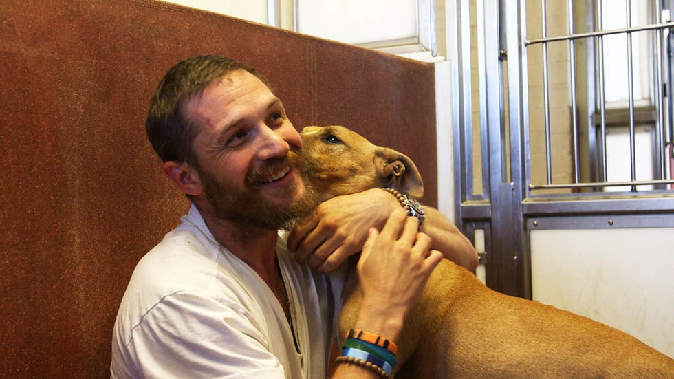 Facial hair, Canidae, Dog, Beard, Snout, Dog breed, Sporting Group, Fawn, Carnivore, Ear, 