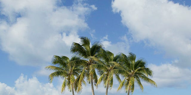 Tropics, Tree, Sky, Nature, Palm tree, Sea, Ocean, Daytime, Caribbean, Arecales, 