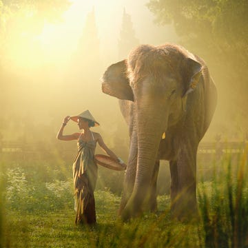 Elephant, Indian elephant, Elephants and Mammoths, People in nature, Wildlife, Atmospheric phenomenon, African elephant, Working animal, Terrestrial animal, Morning, 