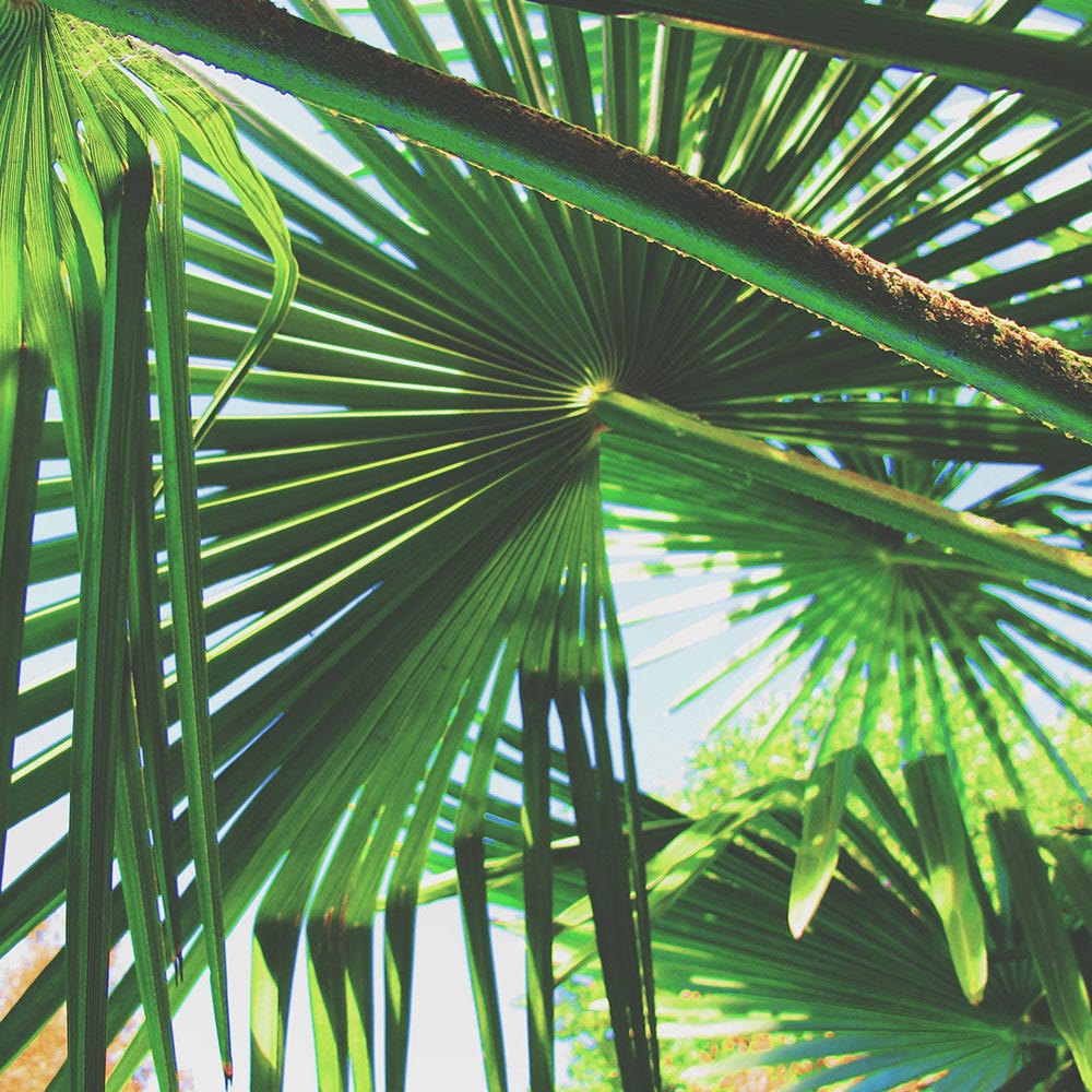 Why palm frond print is so popular every summer - Vox