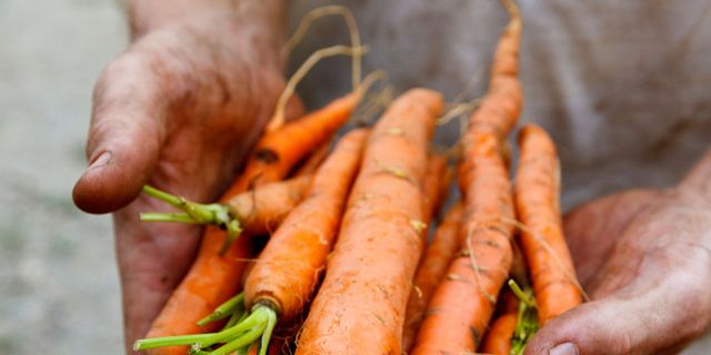 Carrot, Root vegetable, Baby carrot, Vegetable, Food, Local food, Plant, wild carrot, Produce, Parsnip, 
