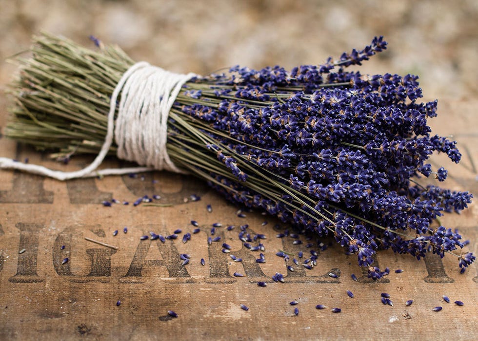 Lavender, English lavender, Purple, Lavender, Violet, Plant, Flower, 