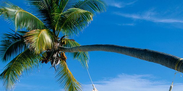 Hammock, Tropics, Vacation, Sky, Tree, Caribbean, Palm tree, Azure, Beach, Arecales, 