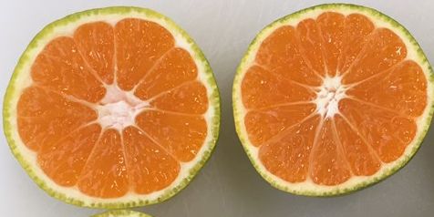 Citrus, Rangpur, Fruit, Food, Orange, Mandarin orange, Citric acid, Clementine, Bitter orange, Tangerine, 