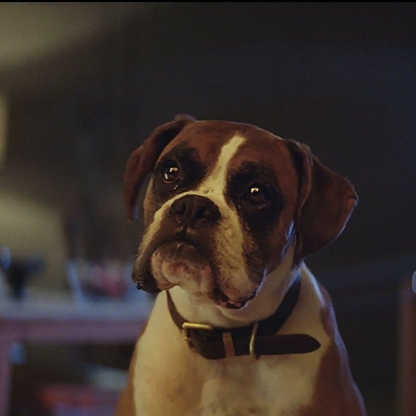 Dog, Mammal, Vertebrate, Canidae, Dog breed, Boxer, Carnivore, Snout, Olde english bulldogge, Sporting Group, 