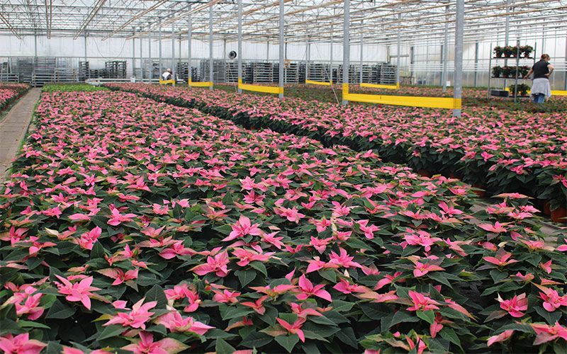 Flower, Greenhouse, Plant, Poinsettia, Botany, Pink, Spring, Flowering plant, Annual plant, Impatiens, 