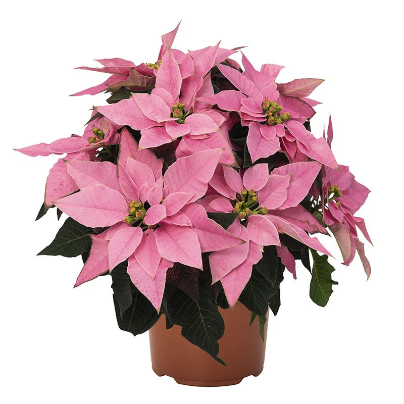 Pink poinsettia deals